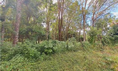 VENDO LOTE DE 5296M2 DOLEGA CON ARBOLES DE TECA Y LAUREL