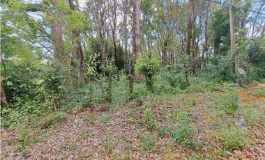 VENDO LOTE DE 5296M2 DOLEGA CON ARBOLES DE TECA Y LAUREL
