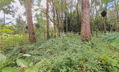VENDO LOTE DE 5296M2 DOLEGA CON ARBOLES DE TECA Y LAUREL