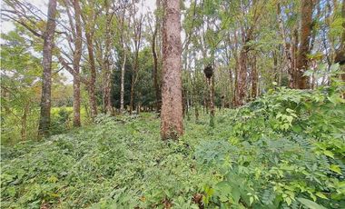 VENDO LOTE DE 5296M2 DOLEGA CON ARBOLES DE TECA Y LAUREL