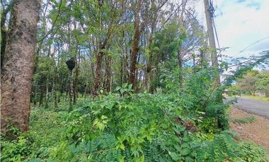 VENDO LOTE DE 5296M2 DOLEGA CON ARBOLES DE TECA Y LAUREL