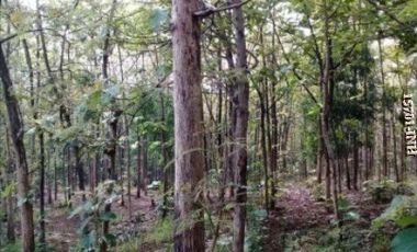 Dijual CEPAT Hutan Jati Di Desa Milir Nganjuk