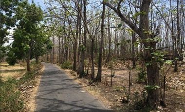 Dijual CEPAT Hutan Jati Di Desa Milir Nganjuk