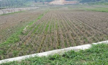 Cheap Land For Sale 7.2 Ha In Cihampelas West Bandung