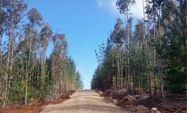 Parcela en Venta en Cardonal de Panilonco