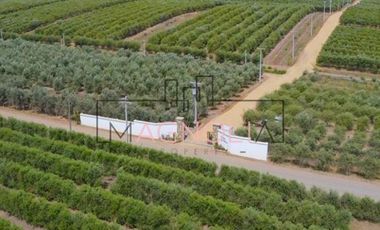 Sitio en Venta en Parcela en Fundo Los Olivos de Quepo