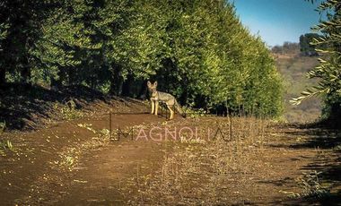 Sitio en Venta en Parcela en Fundo Los Olivos de Quepo