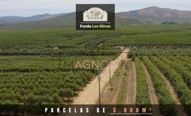 Sitio en Venta en Parcela en Fundo Los Olivos de Quepo