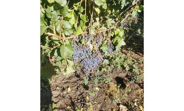 Se Vende Hermoso Campo de 10000mt2 camino Antuco