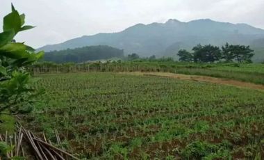 Viral Tanah Nego BukitSenyum Lembang Cihanjuang Bandung kolonelmasturi