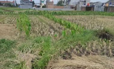 Viral Tanah Nego BukitSenyum Lembang Cihanjuang Bandung kolonelmasturi