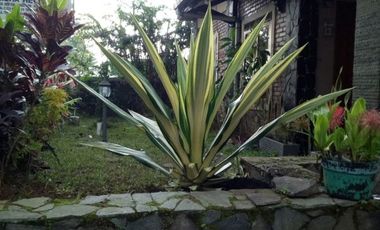 Rumah nyaman dan terawat dekat taman wisata air panas ciater