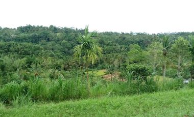 sale land view rice field, jungle, and sea in payangan ubu