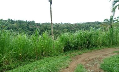 sale land view rice field, jungle, and sea in payangan ubu