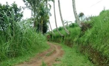 sale land view rice field, jungle, and sea in payangan ubu