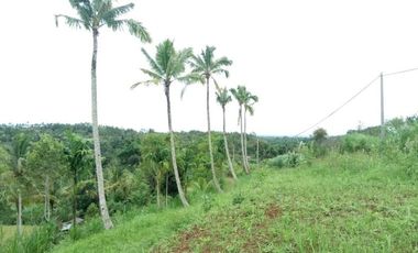 sale land view rice field, jungle, and sea in payangan ubu