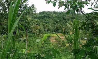 sale land view rice field, jungle, and sea in payangan ubu