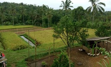 sale land view rice field, jungle, and sea in payangan ubu