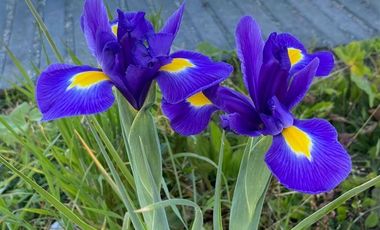 Parcela en Venta en Parcela con Casa en Quillón