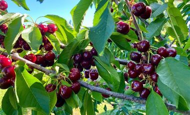 Parcela en Venta en Parcela con Casa en Quillón