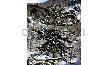 Parque natural de parcelas 209,5 ha en Melipeuco