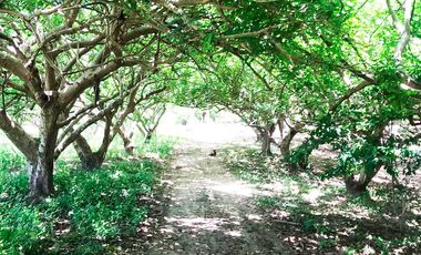 finca en venta en malambo. Cod V26677