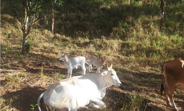 Se Vende Finca en Gualaca, 4.3 has