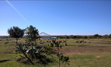Casa - Oro Verde