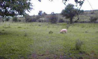 ¡¡¡ Oportunidad   campo en Bialet Masse 17,69 has.=