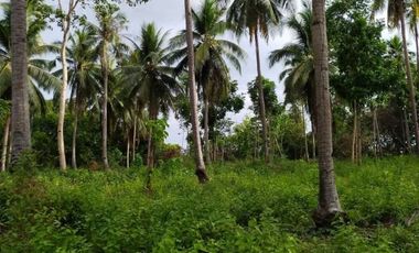 FARM WITH COCONUT NEAR HIGHWAY IN TRINIDAD BOHOL