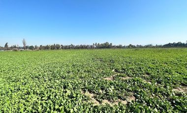 Regios Terrenos Lo Arcaya,Chicureo