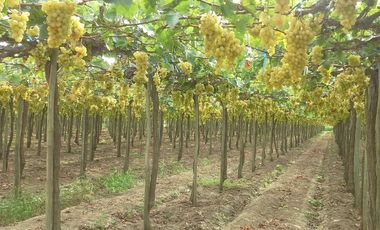 (D)TERRENO QUILMANA  FUNDO CON CULTIVO 160,000 M2
