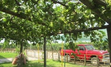 (D)TERRENO QUILMANA  FUNDO CON CULTIVO 160,000 M2