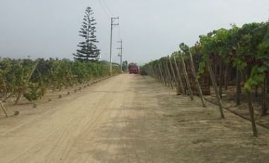 (D)TERRENO QUILMANA  FUNDO CON CULTIVO 160,000 M2