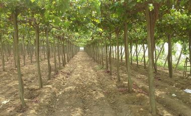 (D)TERRENO QUILMANA  FUNDO CON CULTIVO 160,000 M2
