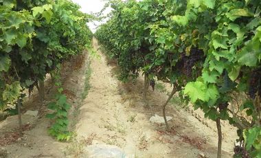 (D)TERRENO QUILMANA  FUNDO CON CULTIVO 160,000 M2