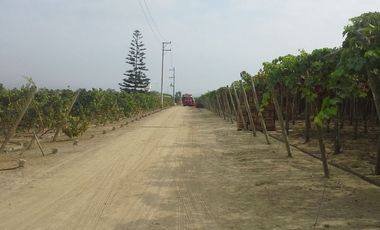 (D)TERRENO QUILMANA  FUNDO CON CULTIVO 160,000 M2
