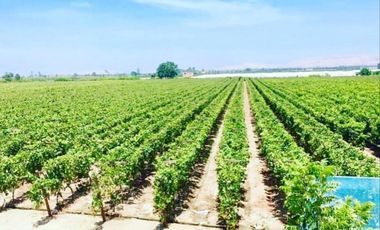 (D)TERRENO QUILMANA  FUNDO CON CULTIVO 160,000 M2
