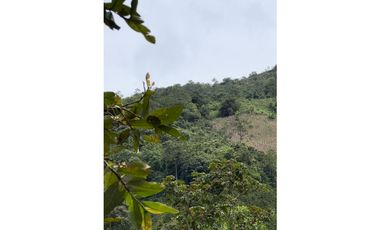 VENTA FINCA CASTILLA PCORA 32 HECTREAS | FINCA PRODUCTIVA EN VENTA