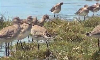 Sitio en Venta en playa lelbun