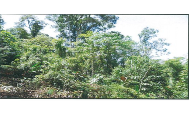 TERRENO DE 79.3 HAS CON QUEBRADA EN CHANGUINOLA, BOCAS DEL TORO