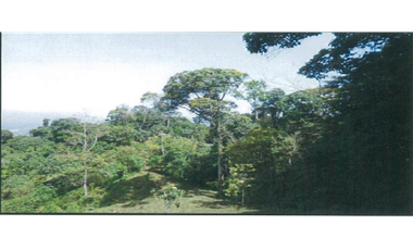 TERRENO DE 79.3 HAS CON QUEBRADA EN CHANGUINOLA, BOCAS DEL TORO