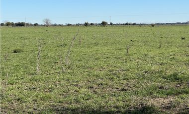Campo en venta en Brandsen. 49 Has mixto