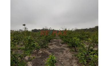 Oportunidad Estratégica: 15 Ha A 35 Min Del Mega Puerto De Chancay - Ideal Para Agroindustria O Logística