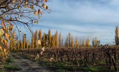 Campo Finca En Venta Produccion Mixta de Frutales, 10  hectáreas  - Bowen, Mendoza