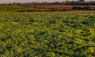 En Venta Hermosa Parcela de Terreno en Talca, Séptima Región