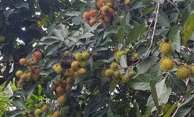 Dijual rumah  BSD, murah, puspita loka, jalan lebar, BSD