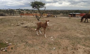 VENTA DE GRANJA CON HACIENDA EN EL SOYATAL AGUASCALIENTES (LUCY)