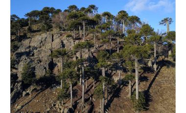 Parque ecológico residencial 109,5 ha en Melipeuco