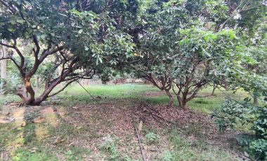 Land for sale in Rong Wua Daeng, Chiang Mai